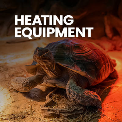 A pet tortoise basks underneath a heat lamp on its tortoise table. Find these tortoise accessories and more at Swell UK.