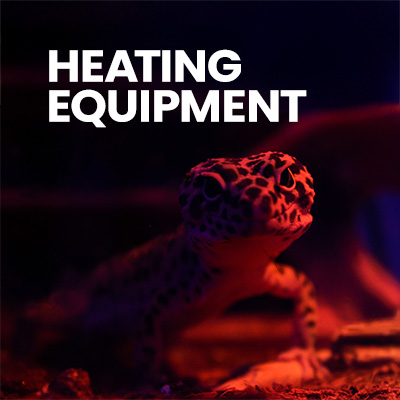 Leopard gecko in leopard gecko enclosure with gecko heater and nighttime heating equipment perfect for leapord gecko