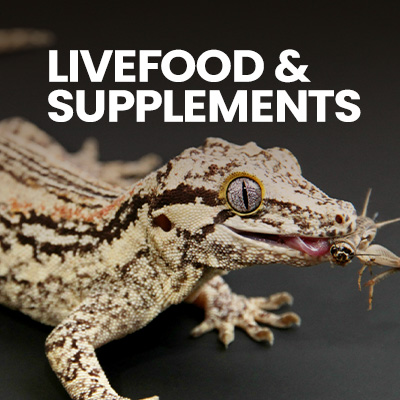 Gecko food for gargoyle geckos and crested geckos. Live insects crested gecko food for gecko pet in crested gecko setup.