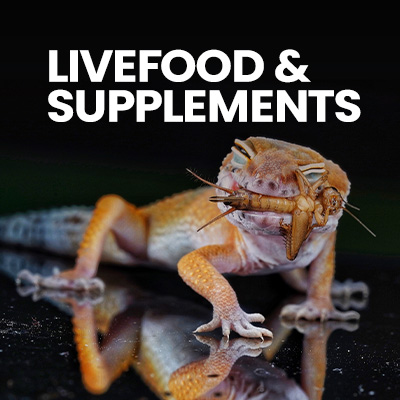 Livefood and other supplements for leopard gecko and other gecko pet, including crested gecko and crested gecko food