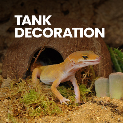 Leopard gecko in leopard gecko enclosure with coconut hide, desert gecko substrate, and live plants - ideal for leapord gecko