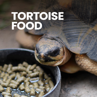 A pet tortoise eating tortoise food from a tortoise bowl. Shop tortoise food and other dietary supplements for tortoises at Swell UK.