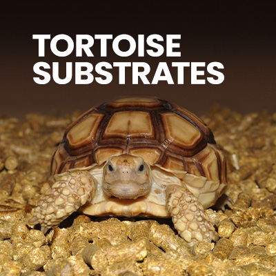 A pet tortoise sitting on some tortoise substrate inside a tortoise enclosure. Explore Swell UK's wide range of tortoise accessories.