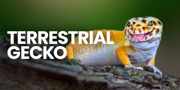 Leopard gecko in a leopard gecko tank leopard gecko setup with gecko decor, gecko lights, gecko heater, and gecko food
