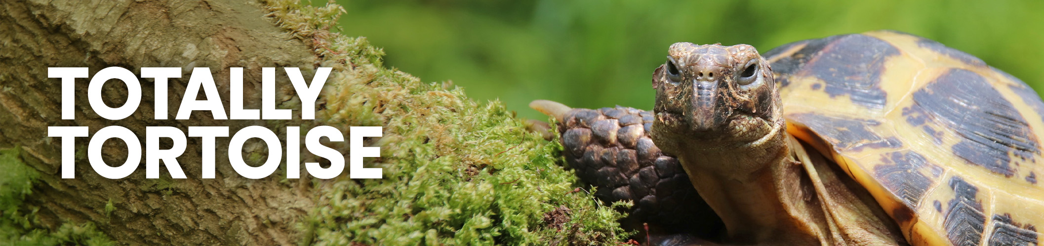 A pet tortoise crawling through tortoise substrate. Shop tortoise accessories at Swell UK.